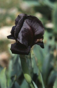0_ack Iris